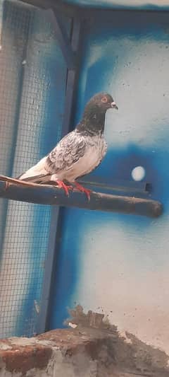 pigeon