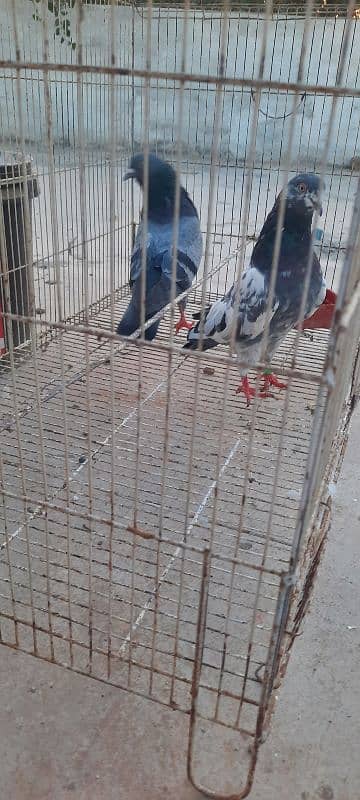 pigeon kabutar kabotar 2 jory 4k per jora bachy 1k pr bacha 1