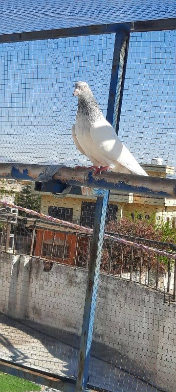 pigeon kabutar kabotar 2 jory 4k per jora bachy 1k pr bacha 2