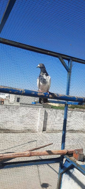 pigeon kabutar kabotar 2 jory 4k per jora bachy 1k pr bacha 3