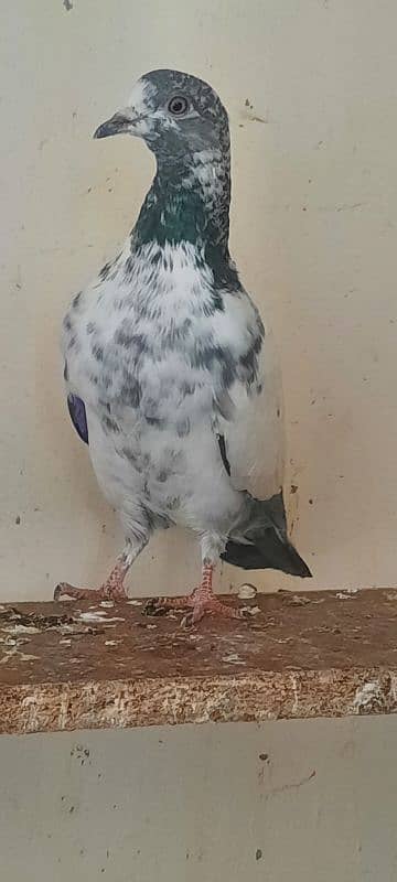 pigeon kabutar kabotar 2 jory 4k per jora bachy 1k pr bacha 4