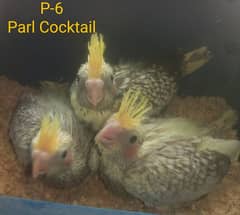 Cocktail Chicks for Handtamed Per piece 1500