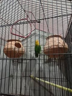 love birds breeder  pair for sale healthy and active