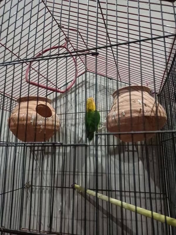 love birds breeder  pair with cage 0