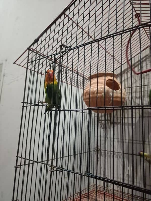 love birds breeder  pair with cage 1