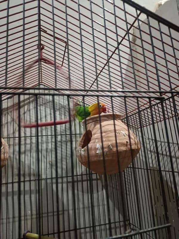 love birds breeder  pair with cage 2