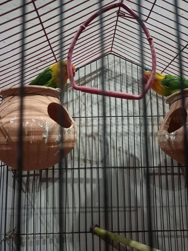 love birds breeder  pair with cage 3