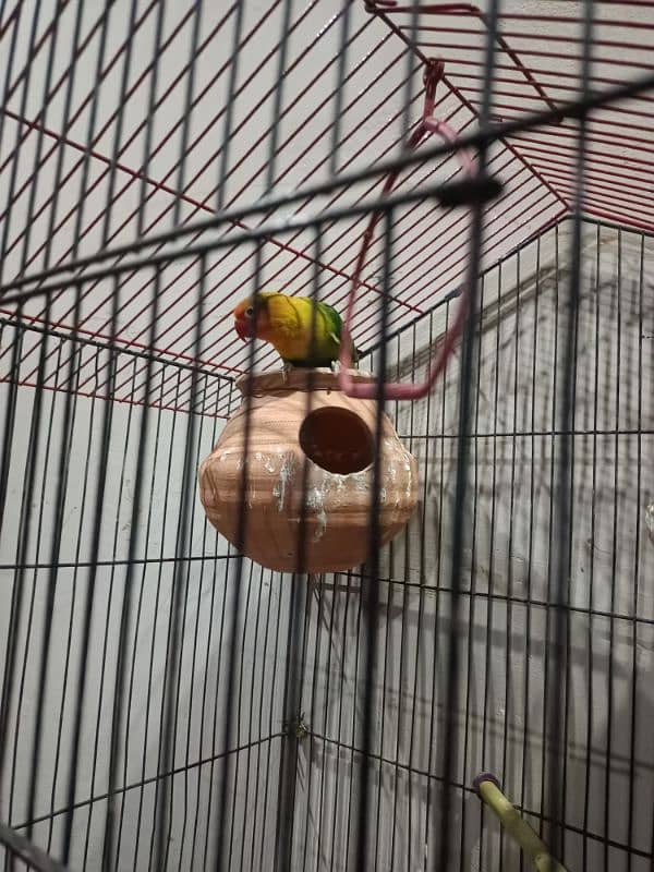 love birds breeder  pair with cage 4