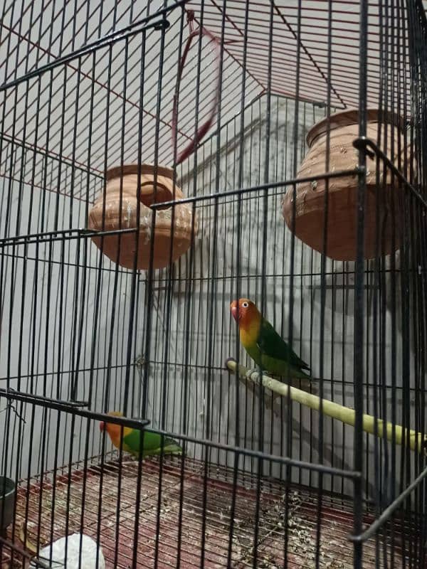 love birds breeder  pair with cage 5