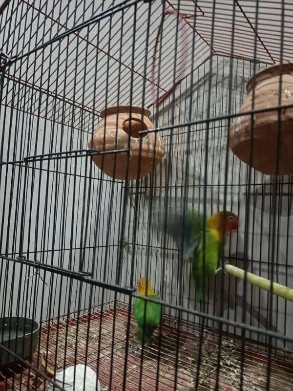 love birds breeder  pair with cage 6