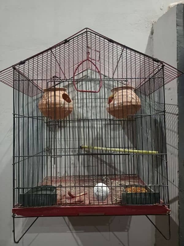 love birds breeder  pair with cage 7