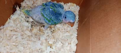 Raw male baby parrot