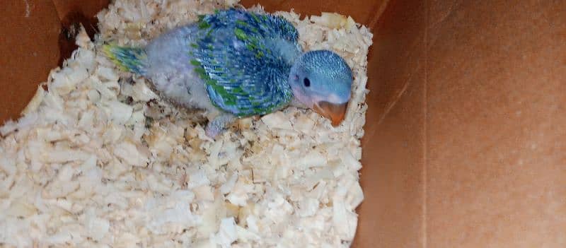 Raw male baby parrot 0