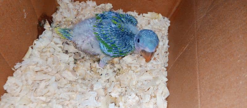 Raw male baby parrot 1