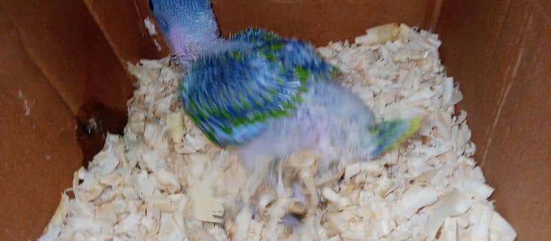 Raw male baby parrot 2