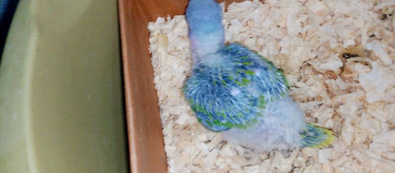 Raw male baby parrot 4