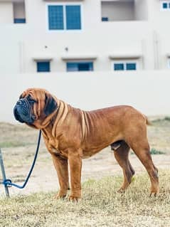 Bullmastiff