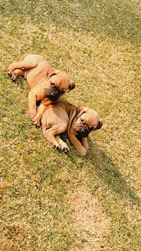 Bullmastiff Dogs 2