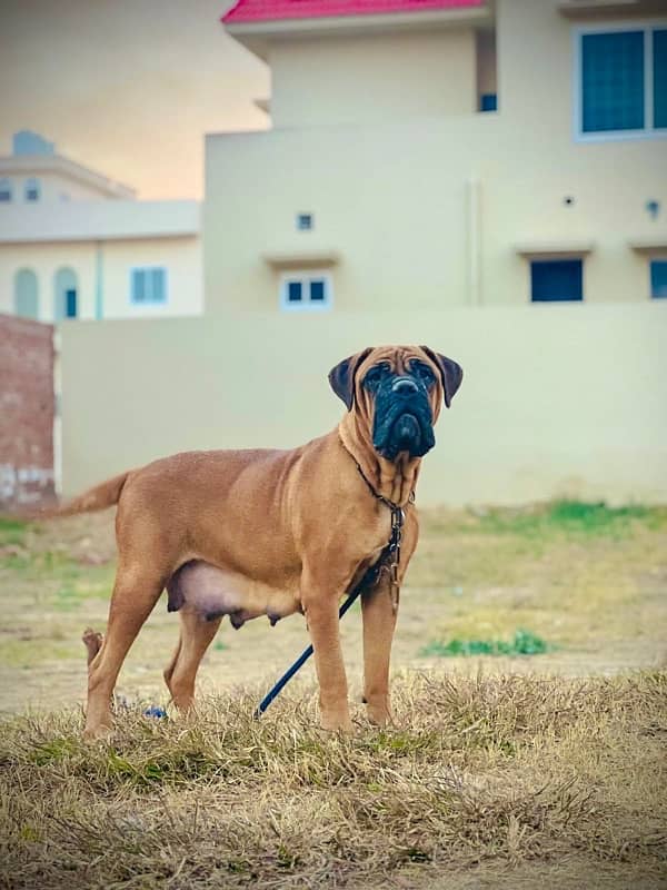 Bullmastiff Dogs 3