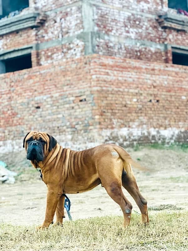 Bullmastiff Dogs 4