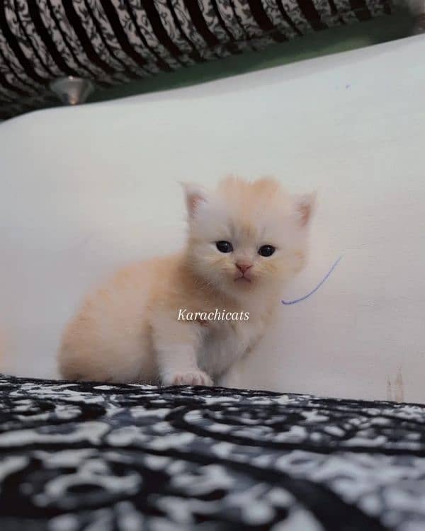 female persian triple coated 1