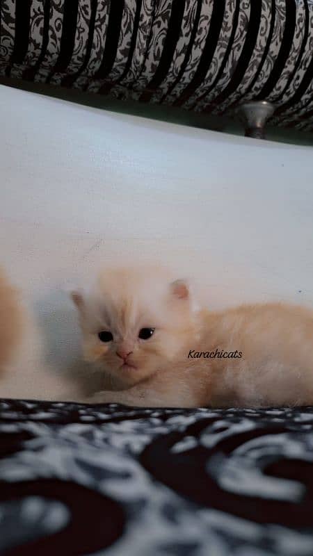 female persian triple coated 2