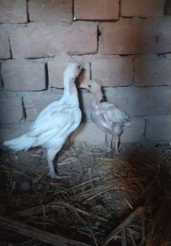 2 chicks for sale paper white 2