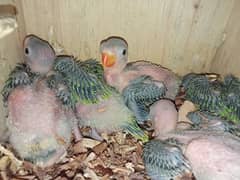 Green Ringneck Parrot 5 ChickS for Sale.