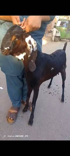 desi Bakri ghaban 3 mthon ki gaban 03226056653 contact number