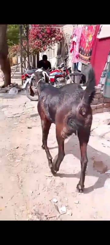 desi Bakri ghaban 3 mthon ki gaban 03226056653 contact number 1