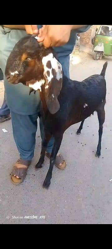 desi Bakri ghaban 3 mthon ki gaban 03226056653 contact number 4