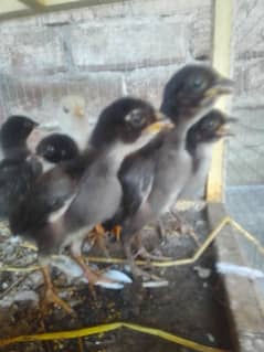 Aseel Thai chicks in low price contact with me on WhatsApp 03427010064