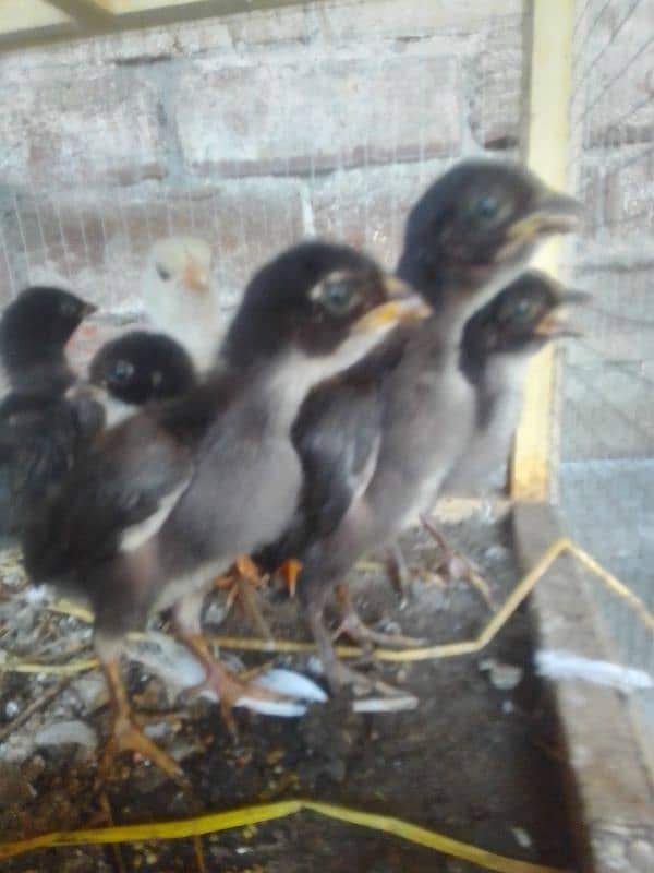 Aseel Thai chicks in low price contact with me on WhatsApp 03427010064 0