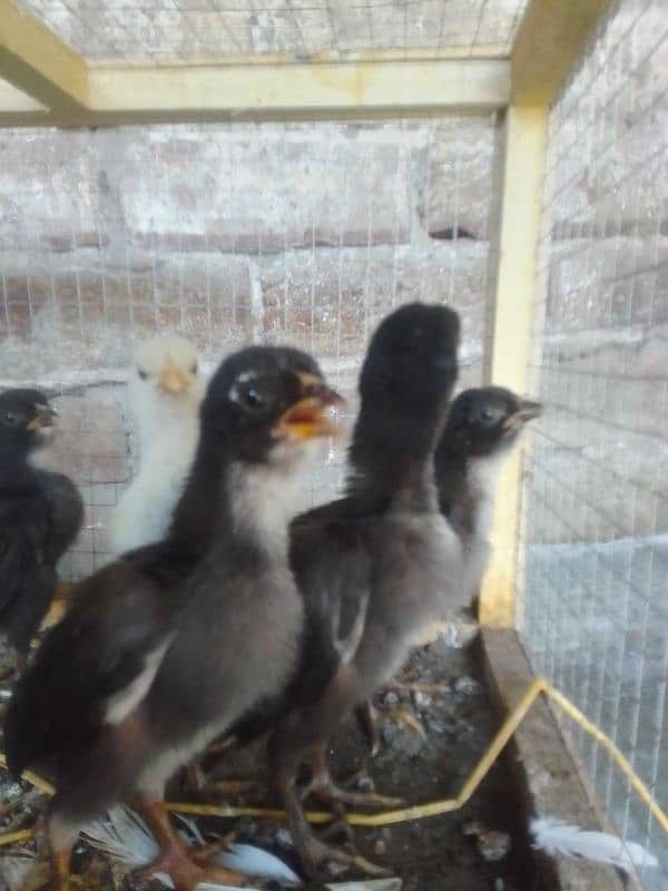 Aseel Thai chicks in low price contact with me on WhatsApp 03427010064 1