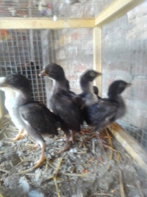 Aseel Thai chicks in low price contact with me on WhatsApp 03427010064 3