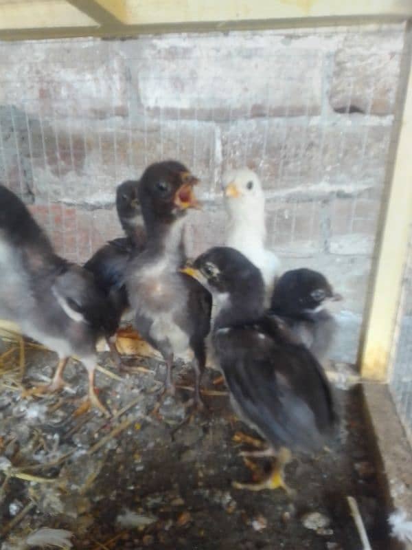 Aseel Thai chicks in low price contact with me on WhatsApp 03427010064 5