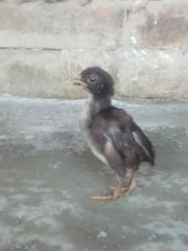 Aseel Thai chicks in low price contact with me on WhatsApp 03427010064 8