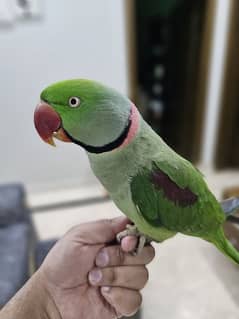 Exotic raw parrot kashmiri