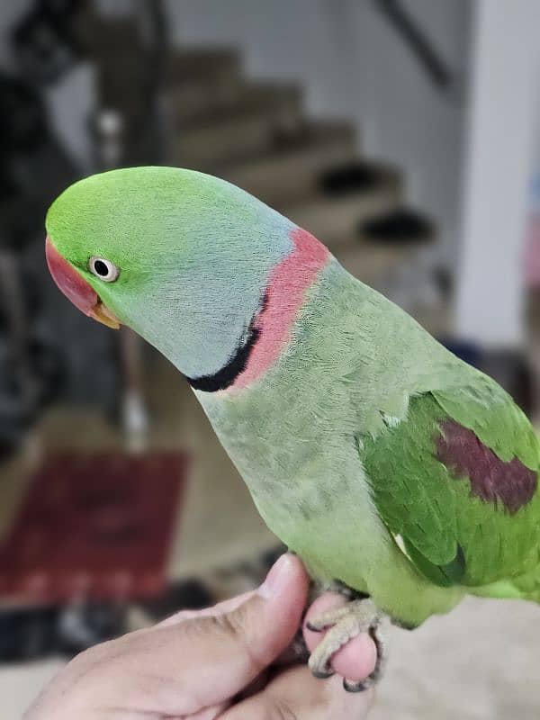 Exotic raw parrot kashmiri 1