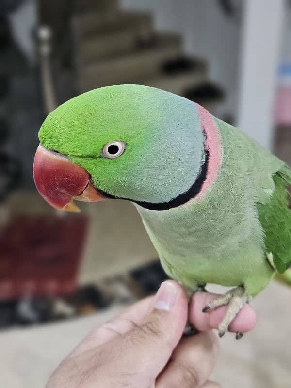 Exotic raw parrot kashmiri 2