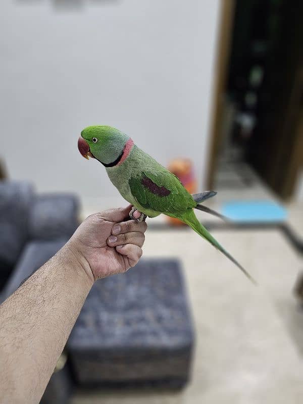 Exotic raw parrot kashmiri 3