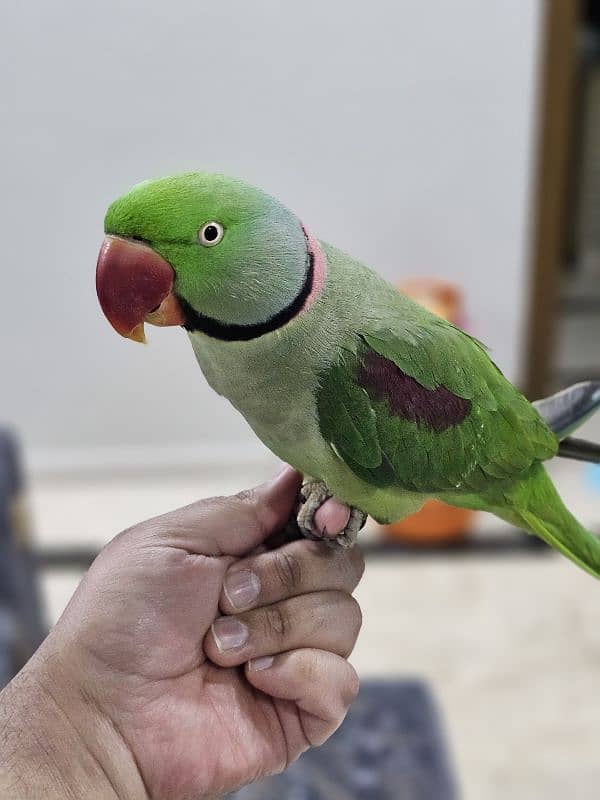 Exotic raw parrot kashmiri 4