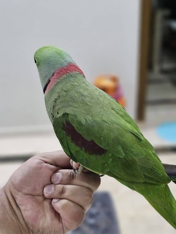 Exotic raw parrot kashmiri 5