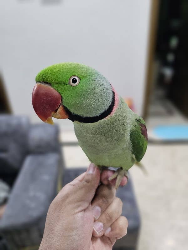 Exotic raw parrot kashmiri 6