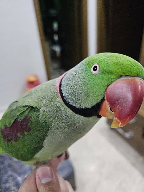 Exotic raw parrot kashmiri 7