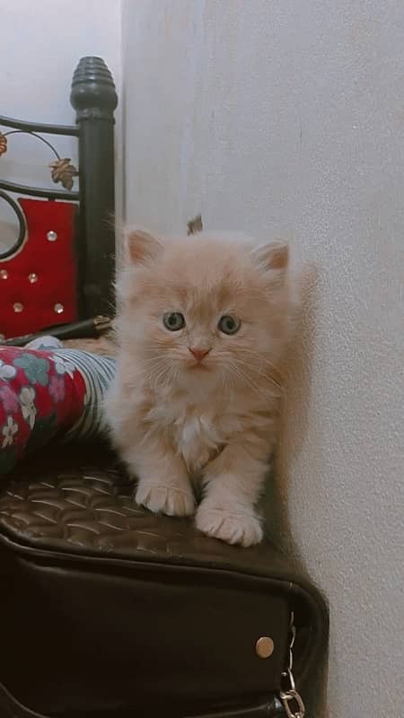 Persian cat 2