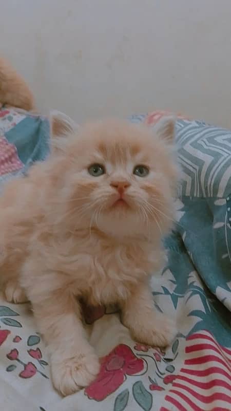 Persian cat 3