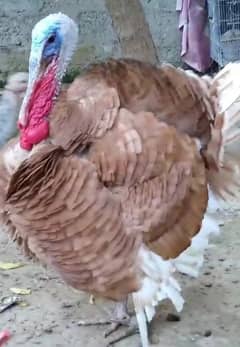 turkey breedr pair