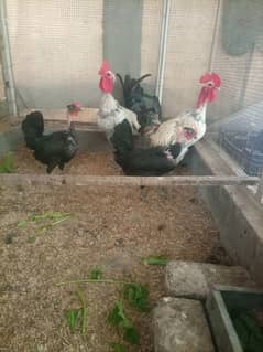 Hens For Sale