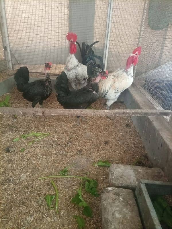 Hens For Sale 1